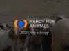 Mercy For Animals 2021 Year In Review