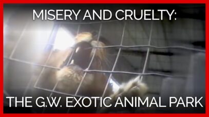 Misery and Cruelty at G.W. Exotic Animals Memorial Park in Oklahoma: A PETA Investigation