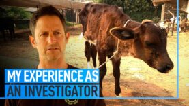 My Experience as an Investigator: The Testimony of Ari Nessel