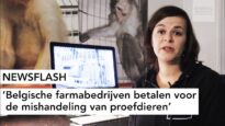 NEWSFLASH: ’Belgische farmabedrijven betalen voor  de mishandeling van proefdieren’