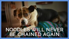Noodles’ Rescue Story Is Good for the Soul