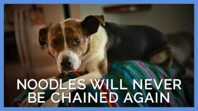 Noodles’ Rescue Story Is Good for the Soul