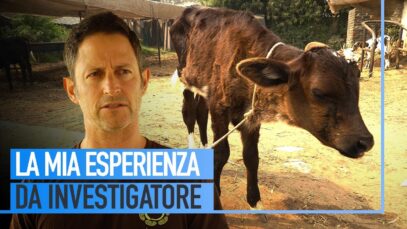 NUOVA INCHIESTA IN INDIA: con Ari Nessel dentro macelli e allevamenti