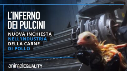 Nuova inchiesta: la crudeltà degli incubatoi industriali di pollo