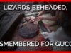 PETA Exposes Gucci: Lizards Decapitated for Leather Purses