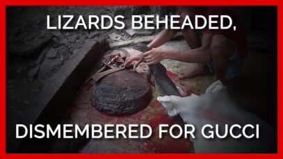 PETA Exposes Gucci: Lizards Decapitated for Leather Purses