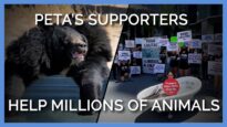 PETA’s Supporters Help Millions of Animals