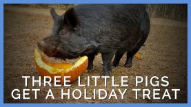 Rescued ‘Three Little Pigs’ Are Home for the Holidays
