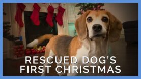 Samson’s Story is a Christmas Miracle