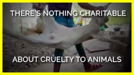 There’s Nothing Charitable About Cruelty to Animals