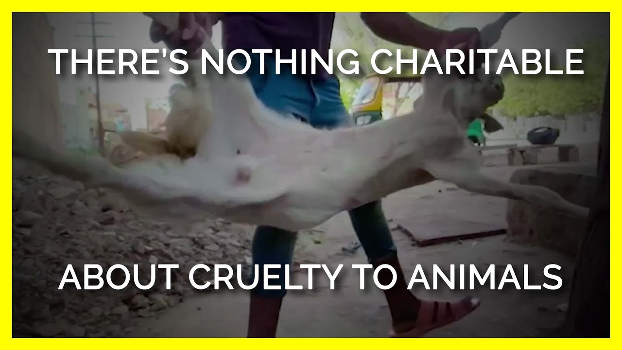 There’s Nothing Charitable About Cruelty to Animals | Laverabestia.org