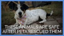 These Animals Are Safe After PETA Rescued Them