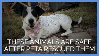 These Animals Are Safe After PETA Rescued Them
