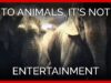 To Animals, It’s Not Entertainment