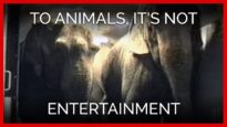 To Animals, It's Not Entertainment
