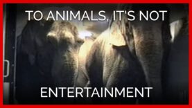 To Animals, It’s Not Entertainment