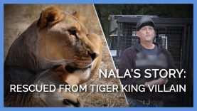 Watch the dramatic transformation of Nala, a lion cub rescued from ‘Tiger King’ Villain Jeff Lowe
