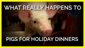 What Really Happens to Pigs For Holiday Dinners