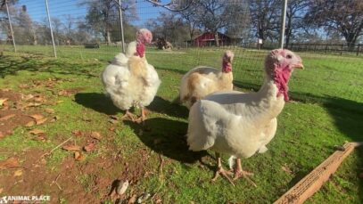 A moment of simple perfection with the turkey girls.