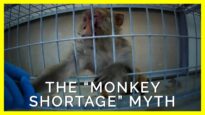 Animal Experimenters Appear to Be Lying About COVID-19 and Experiments on Monkeys