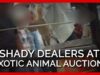 BREAKING: PETA Exposes an Exotic Animal Auction #shorts