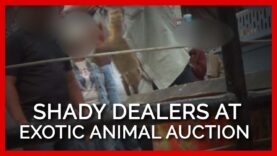 BREAKING: PETA Exposes an Exotic Animal Auction #shorts
