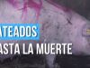 CERDOS PATEADOS hasta la muerte | Investigación de Igualdad Animal Reino Unido