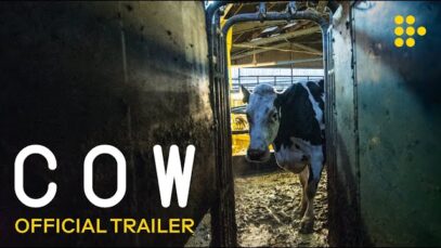 COW | Official Trailer | In UK Cinemas January 14 & On MUBI February 11
