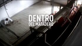 Dentro del matadero