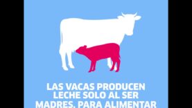 Día Mundial de la Leche Vegetal