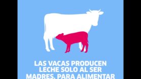 Día Mundial de la Leche Vegetal