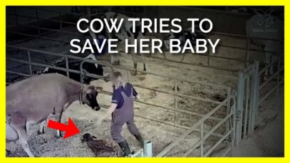 Distressed Cow Who Just Gave Birth Tries to Save Baby From Dairy Worker