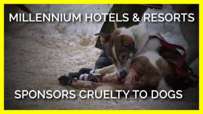 Dogs Suffer for the Iditarod