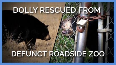 Dolly Finally Rescued from Defunct Roadside Zoo