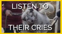 Listen to Their Cries and Leave Animals Alone