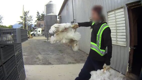 Meat Companies Plead Guilty After Exposé Shows Chickens Stomped, Torn Apart