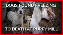 Mutilated Puppies, Freezing Dogs Left to Pace in Despair at Breeder’s