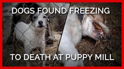 Mutilated Puppies, Freezing Dogs Left to Pace in Despair at Breeder’s