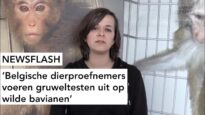 NEWSFLASH: Belgische dierproefnemers voeren gruweltesten uit op wilde bavianen