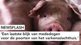 NEWSFLASH: Een laatste blijk van mededogen voor de poorten van het varkensslachthuis.