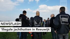 NEWSFLASH: Illegale jachthutten in Reeuwijk
