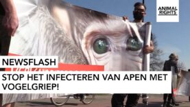NEWSFLASH | Stop het infecteren van apen met vogelgriep | Vervang dierproeven