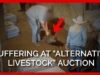 Severe Stress and Suffering at the Shelby Alternative Livestock Auction