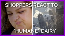 Shoppers React to ‘Humane’ Dairy Practices