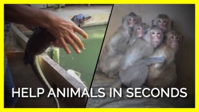 Start Your New Year By Being a Hero For These Animals