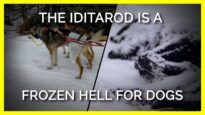 The Iditarod: Frozen Hell for Dogs