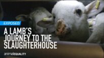 The Long Journey to Slaughter: The Transport of Lambs from Eastern Europe to Italy