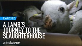 The Long Journey to Slaughter: The Transport of Lambs from Eastern Europe to Italy