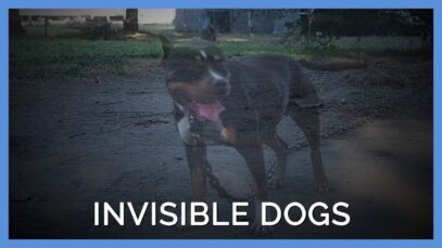 These Dogs Are Chained Up All Day