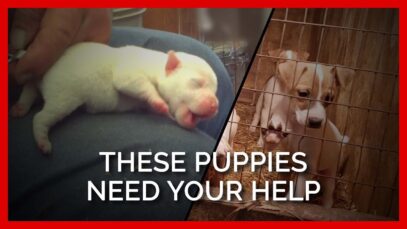 These Dogs & Puppies Need YOUR Help